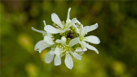 捕蝇草什么时候开花什么时候闭合
