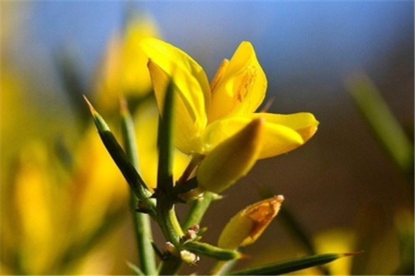 金雀花的花语及传说(金雀花的花语及传说是什么)