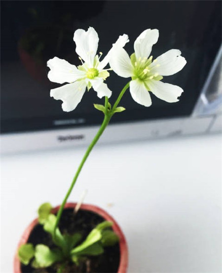 捕蝇草什么时候开花(捕蝇草什么时候开花什么时候闭合)