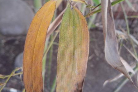 冬天竹子黄叶怎么处理