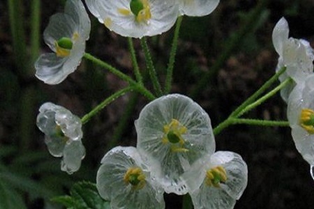 山荷叶的养殖方法和管理