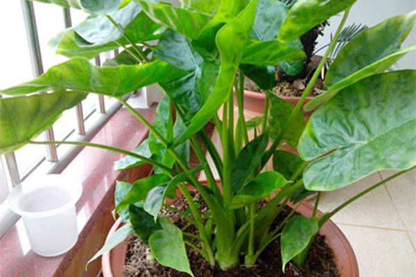 常见室内緑色植物的强大功效(室内绿色植物的作用)