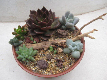 多肉拼盆简直就是天仙配