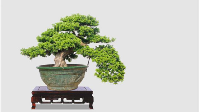 罗汉松盆景制作和造型(罗汉松的盆景制作过程)