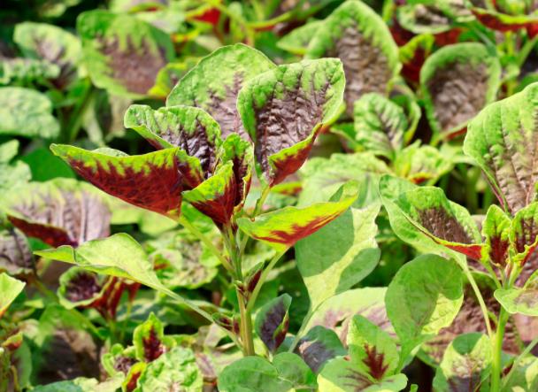 隔夜苋菜放冰箱能吃吗滋生细菌亚硝酸盐危害健康(苋菜过夜吃了会中毒嘛)