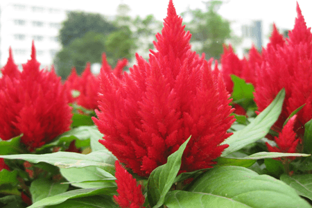 鸡冠花种类及色样图像