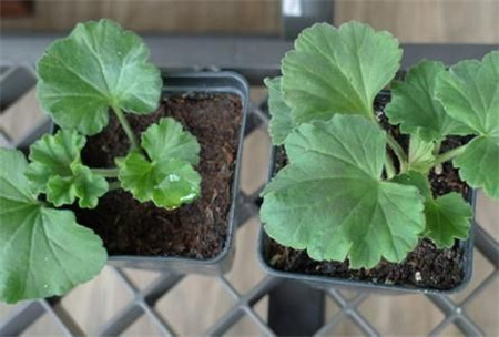 没时间陪父母就给他们买盆花吧的说说