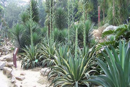 金边龙舌兰老桩