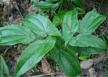 羊藿是什么东西