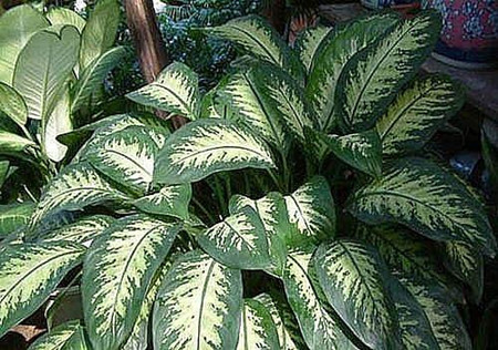 室内绿色植物的作用