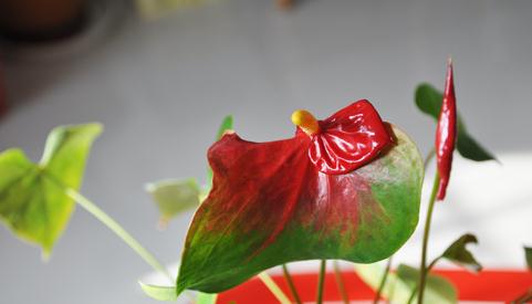 红掌不长怎么办