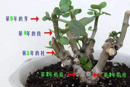 长寿花打顶与摘心图解