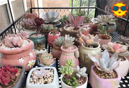 多肉开始枯萎了怎么办