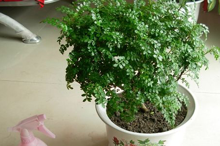 胡椒木养植方法