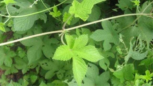 葎草的功效与作用(葎草的功效与作用怎么吃)