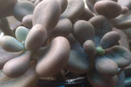 桃美人和桃蛋哪个好