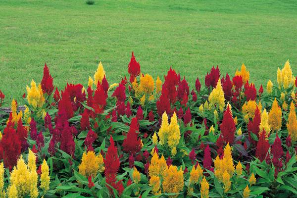 鸡冠花的常见品种(鸡冠花种类及色样图像)