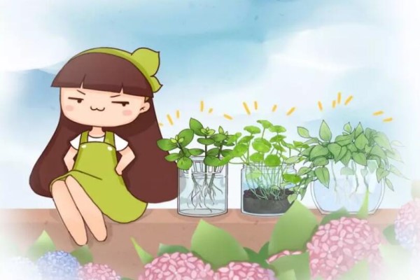 全小区都用它养花1月不管竟然满阳台疯长！(小区家里适合养什么花)