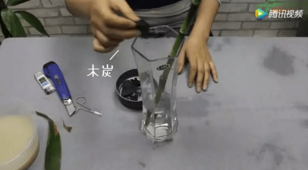 富贵竹养10年都不发黄只需水里放点小东西!(水培富贵竹叶子发黄怎么处理怎么补救)