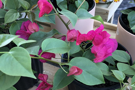 三角梅什么时候修剪好?