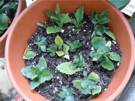 没时间陪父母就给他们买盆花吧的说说