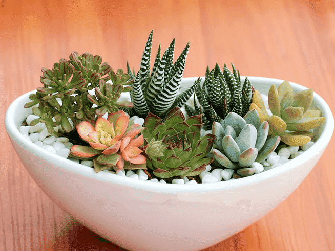 多肉拼盆简直就是天仙配