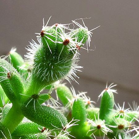 姬红小松和紫晃星区别