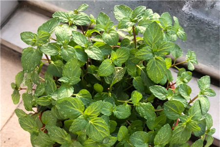 薄荷换盆后枯萎