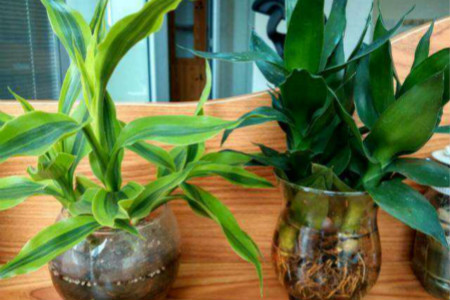 竹子怎么养叶子不发黄