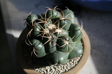 莺鸣玉开花在什么时候