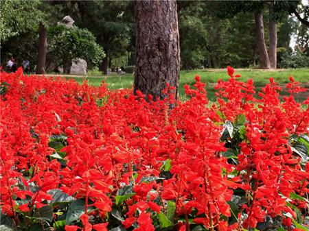 一串红长什么样