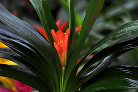 君子兰什么时间抽箭