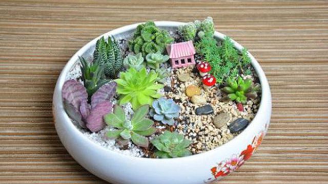 多肉拼盆知多少(多肉拼盆简直就是天仙配)