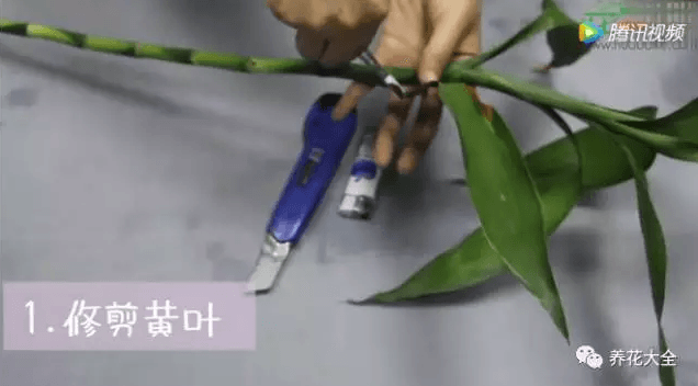 水培富贵竹叶子发黄怎么处理怎么补救