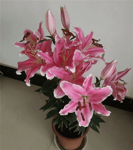 没时间陪父母就给他们买盆花吧的说说