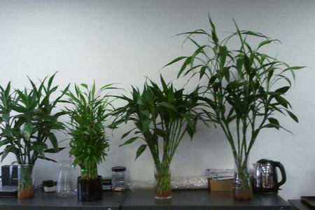 竹子怎么养叶子不发黄