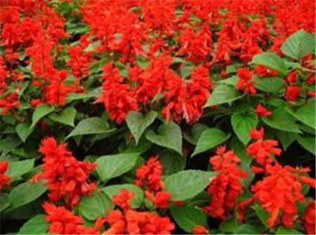 一串红长什么样