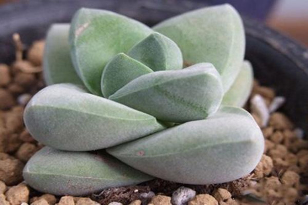 纪之川多肉怎么养(多肉植物纪之川的养殖方法)