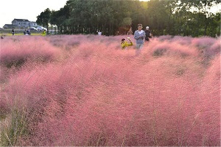 粉黛乱子草的种植和管理