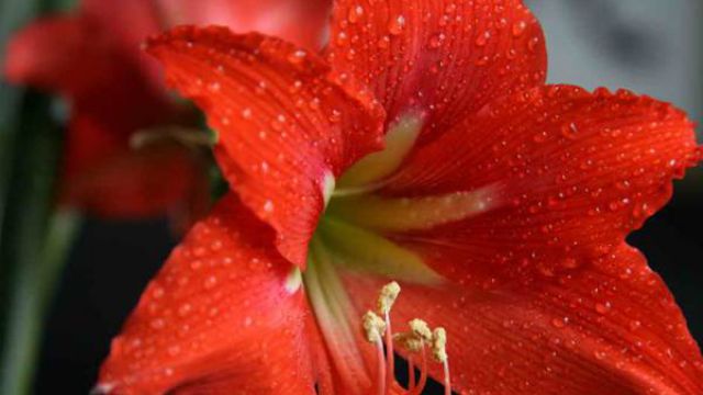 朱顶红的水培方法要定期检查水培容器及时换水(刚栽的朱顶红多长时间浇水视频)