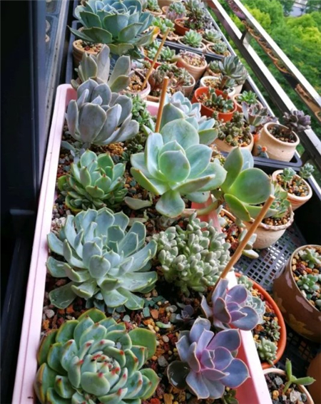 多肉开始枯萎了怎么办