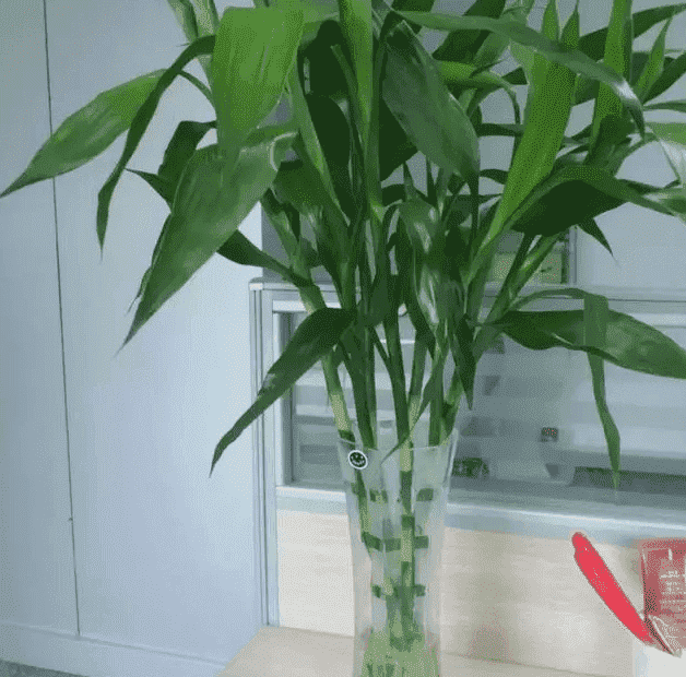 水培富贵竹叶子发黄怎么处理怎么补救