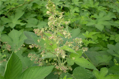 葎草的功效与作用怎么吃