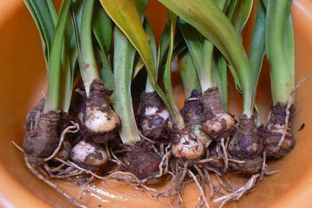 刚栽的朱顶红多长时间浇水视频