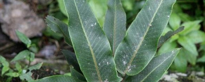 石苇的养殖方法和注意事项(石苇的养殖方法和注意事项视频)