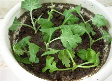 没时间陪父母就给他们买盆花吧的说说