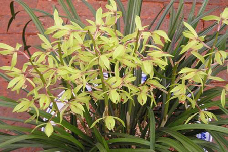 春兰和惠兰的区别在哪里