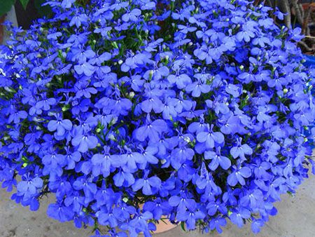 六倍利施肥方法