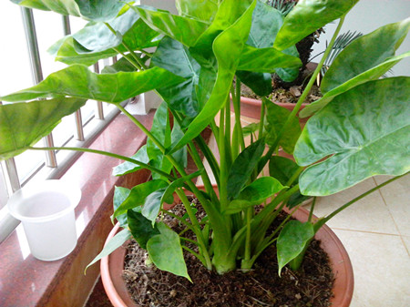 室内绿色植物的作用