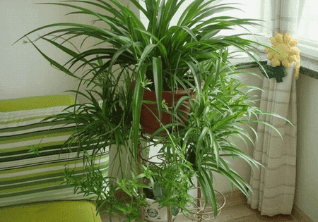 室内绿色植物的作用